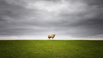 Carsten Meyerdierks, Eenzame schapen
