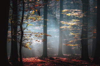 Carsten Meyerdierks, Autumnal Light (Duitsland, Europa)