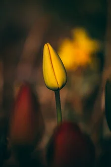 Tulip Bud IV - Fineart fotografie door Björn Witt