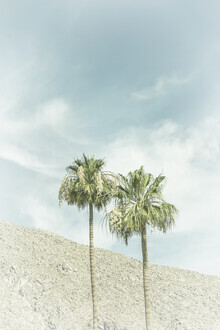 Melanie Viola, Palmbomen in de woestijn - Verenigde Staten, Noord-Amerika)