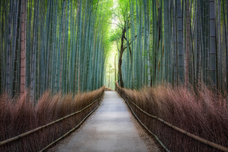 Jan Becke, bamboebos in Arashiyama
