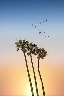 Melanie Viola, Palmbomen en zonsondergang (Verenigde Staten, Noord-Amerika)