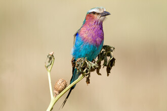 Angelika Stern, Lilac-breasted Roller