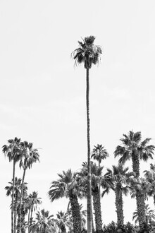 Melanie Viola, Palmbomen op het strand (Verenigde Staten, Noord-Amerika)