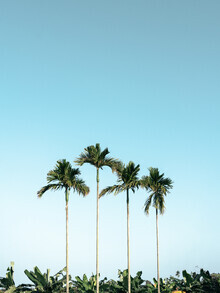 Claas Liegmann, Palmbomen in Vietnam - Vietnam, Azië)