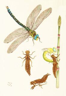 Vintage Nature Graphics, Dragonfly en andere insecten (Duitsland, Europa)