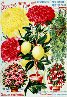 Vintage natuurafbeeldingen, succes met bloemen (Duitsland, Europa)