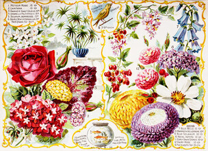 Vintage natuurafbeeldingen, vintage illustratie gemengde bloemen (Duitsland, Europa)