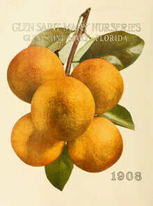 Vintage natuurafbeeldingen, vintage illustratie sinaasappelen: Glen Saint Mary Nurseries (Duitsland, Europa)