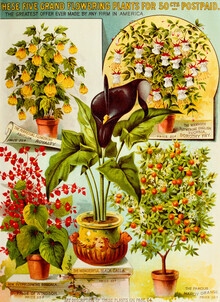 Vintage natuurafbeeldingen, deze vijf groots bloeiende planten (Duitsland, Europa)