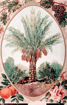 Vintage natuur graphics, vintage illustratie van een palmboom (Duitsland, Europa)