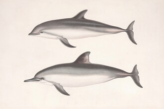 Vintage natuurafbeeldingen, vintage illustratie dolfijnen (Duitsland, Europa)