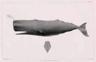 Vintage natuurafbeeldingen, walvis - Vintage illustratie (Duitsland, Europa)