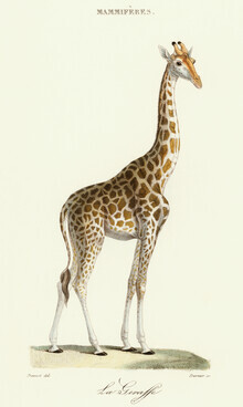 Vintage natuurafbeeldingen, Giraffe - Vintage illustratie (Duitsland, Europa)