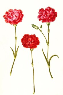Vintage natuur graphics, vintage illustratie van Dianthus Caryophyllus (Duitsland, Europa)