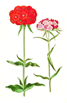 Vintage Nature Graphics, Vintage illustratie bloemen (Duitsland, Europa)