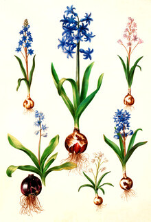 Vintage Nature Graphics, Vintage illustratie gemengde bloemen (Duitsland, Europa)
