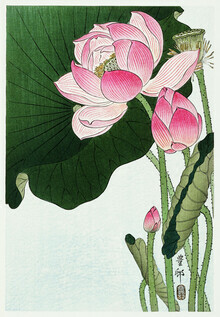 Japanse vintage kunst, bloeiende lotusbloemen door Ohara Koson (Duitsland, Europa)