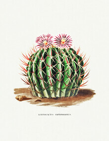 Vintage natuurafbeeldingen, Echinocactus Coptonogonus (Frankrijk, Europa)