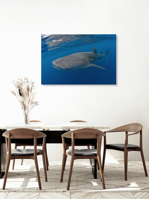 Mockup Whaleshark - Fotografia Fineart di Christian Schlamann