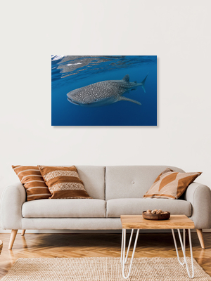 Mockup Whaleshark - Fotografia Fineart di Christian Schlamann