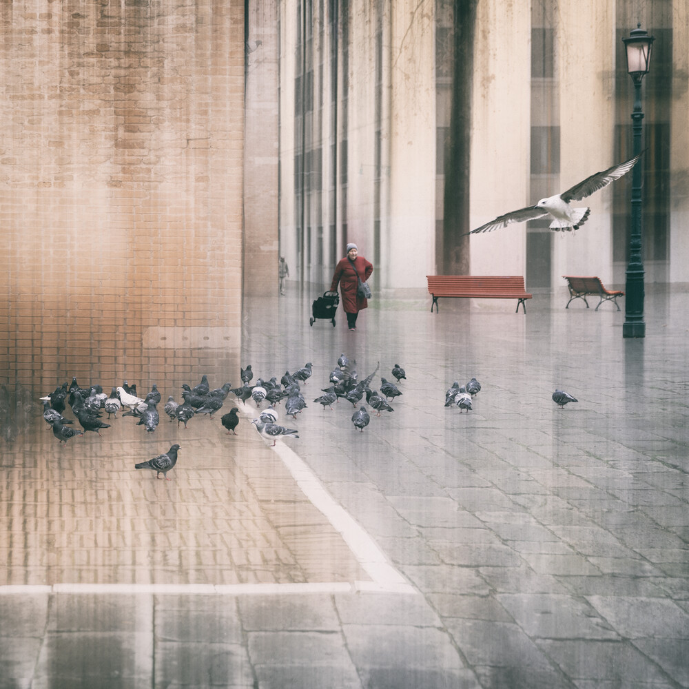 the pigeon mother - Fineart photography by Roswitha Schleicher-Schwarz