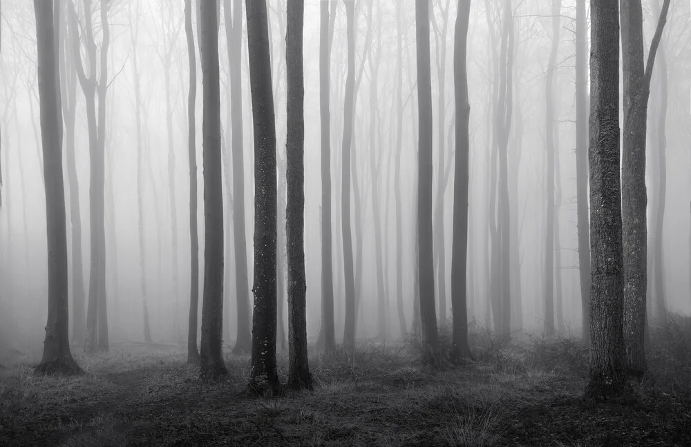 Ghost Forrest #02 - fotokunst von Nina Papiorek