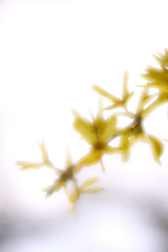 forsythia - fotokunst von Steffi Louis