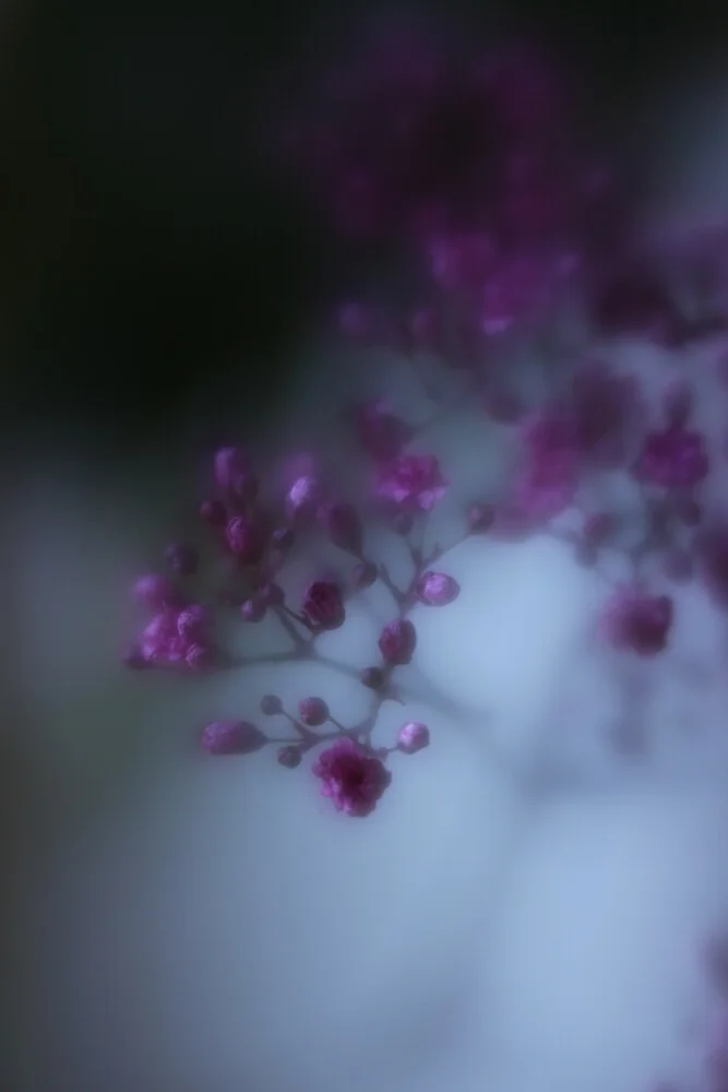 babys breath - fotokunst von Steffi Louis