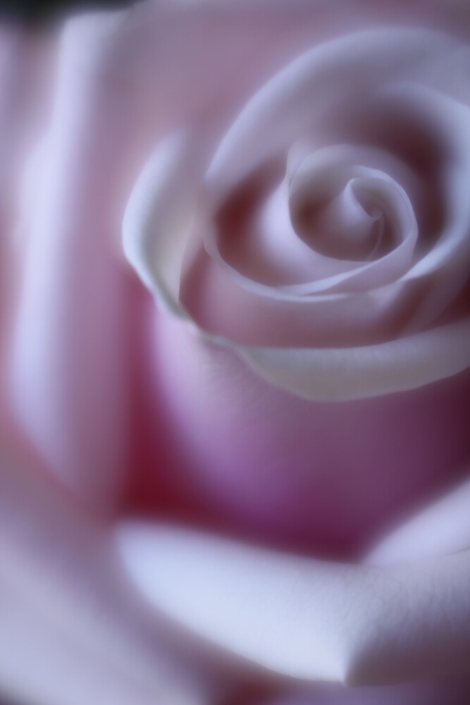 rose - fotokunst von Steffi Louis