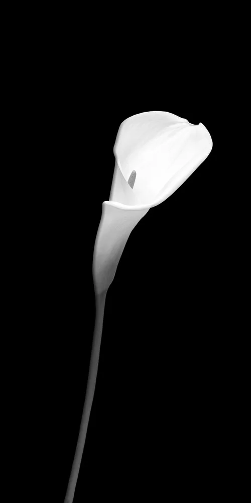 Calla in dark design - Fineart photography by Melanie Viola