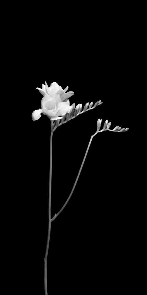 Freesia in dark design - Fineart photography by Melanie Viola