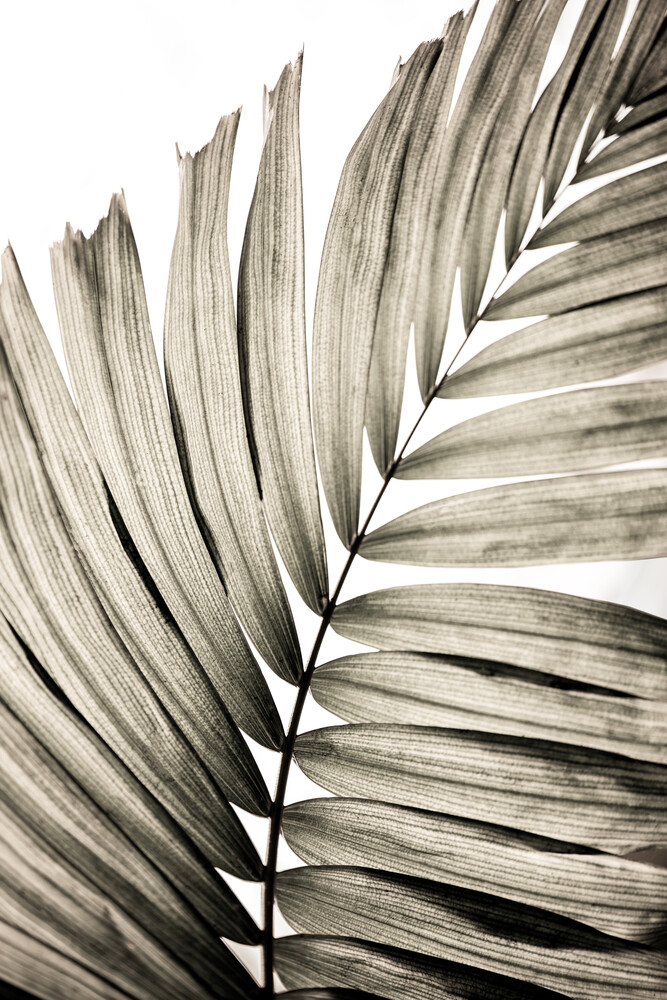 Palm Leaves 21 - fotokunst von Mareike Böhmer
