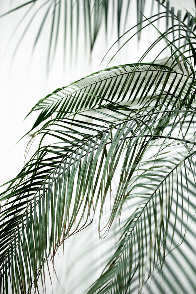 Palm Leaves 21 - Fineart photography by Mareike Böhmer