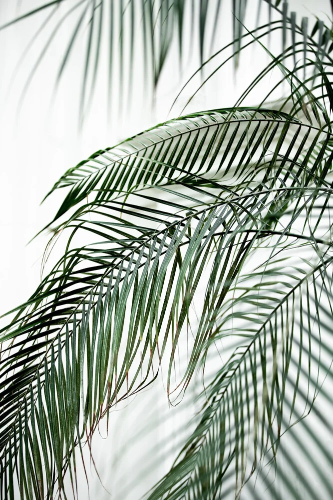 Palm Leaves 21 - fotokunst von Mareike Böhmer