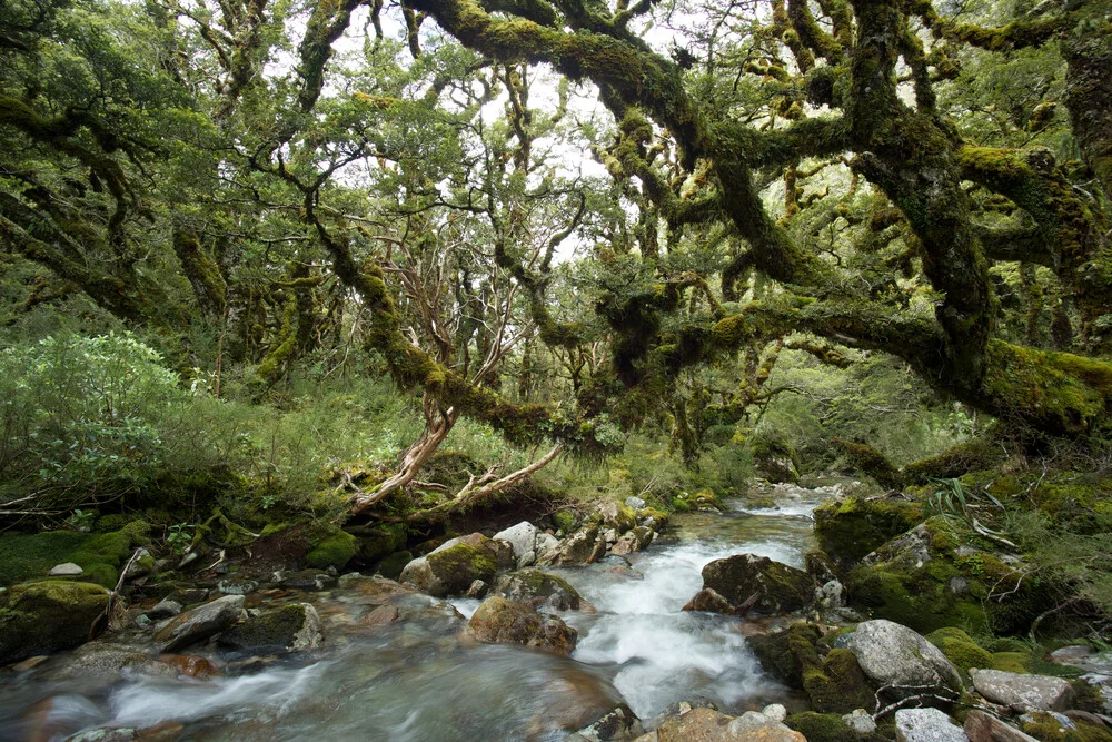 Im Ur-Wald von Neuseeland - fotokunst von Stefan Blawath