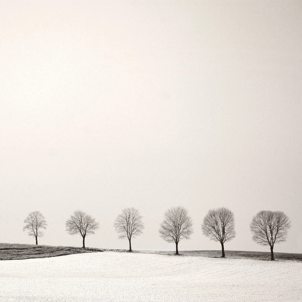 Tree Line - Fineart photography by Lena Weisbek