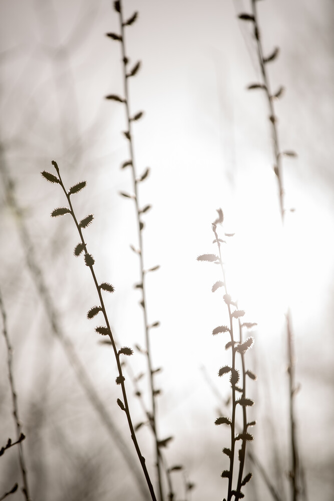 Summer Branches 2 - Fineart photography by Mareike Böhmer