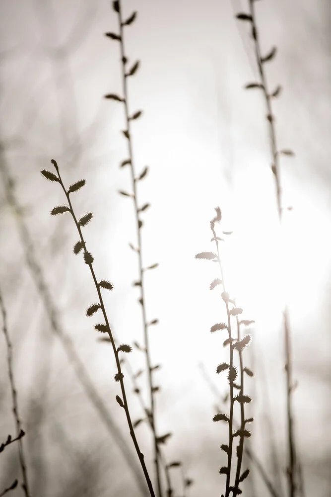 Summer Branches 2 - fotokunst von Mareike Böhmer