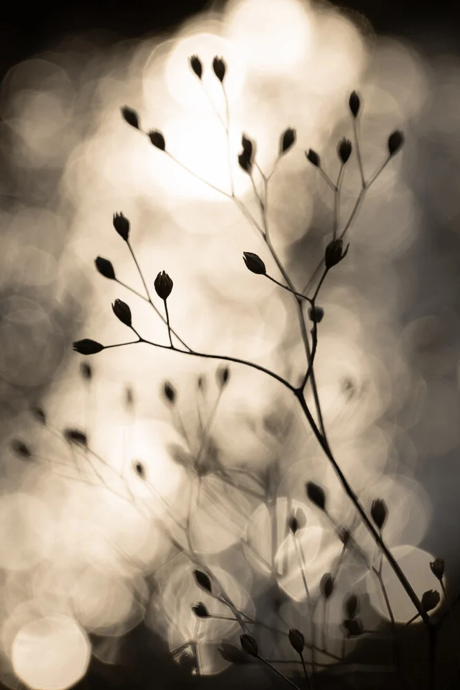 Sun Silhouettes 1 - Fineart photography by Mareike Böhmer