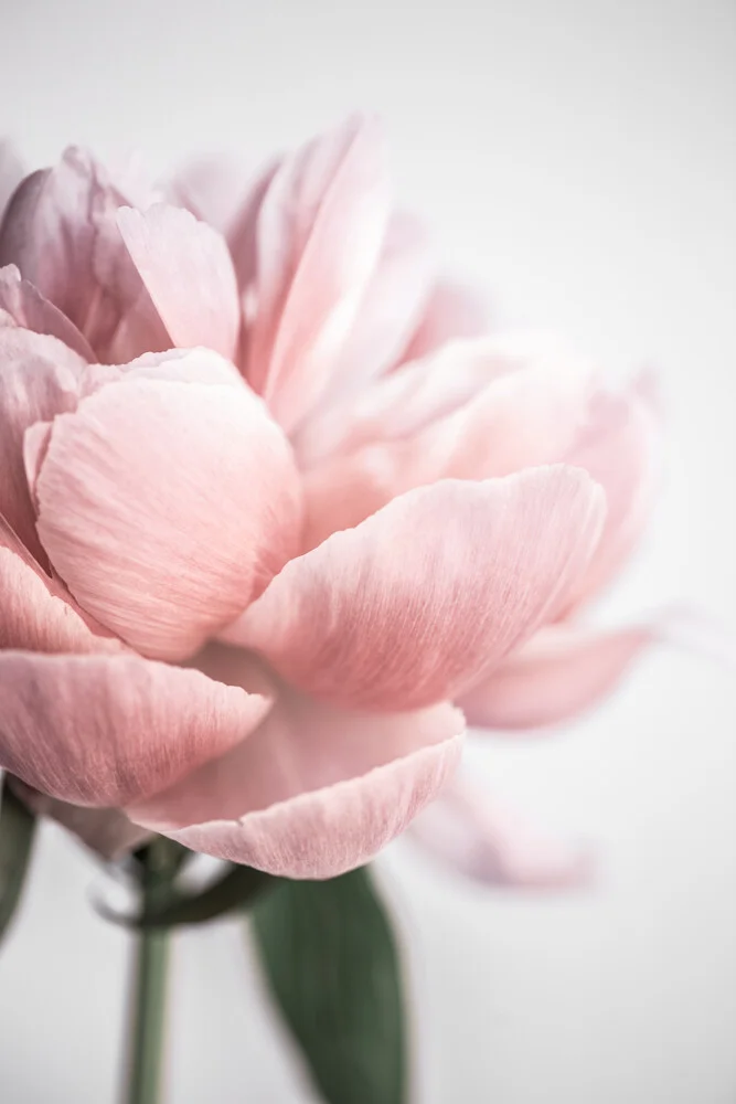 Peony 3 - fotokunst von Mareike Böhmer