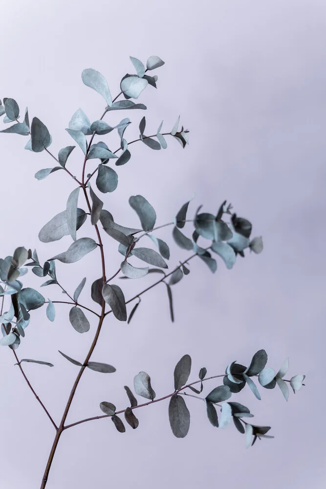 Eucalyptus 13 - fotokunst von Mareike Böhmer