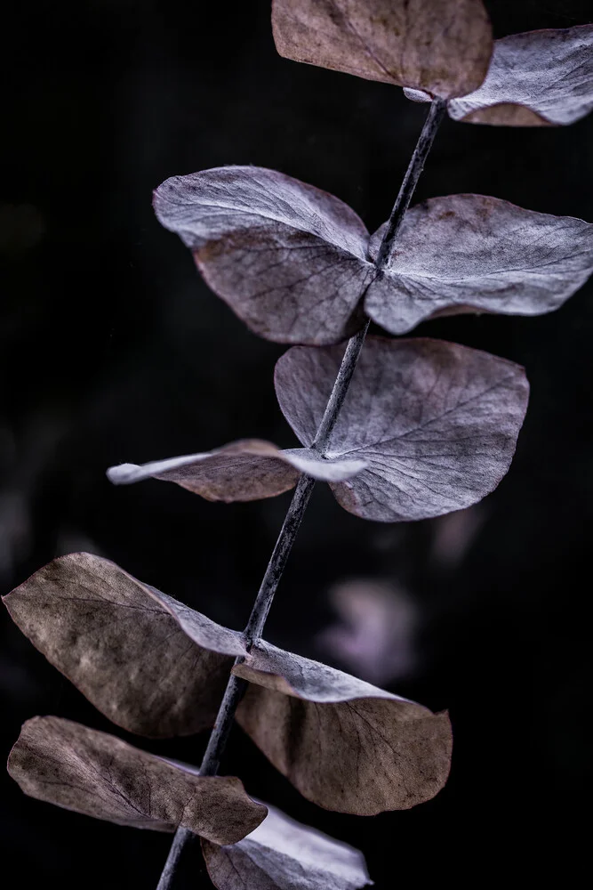 Eucalyptus 11 - fotokunst von Mareike Böhmer