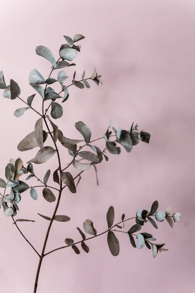 Eucalyptus 12 - Fineart photography by Mareike Böhmer