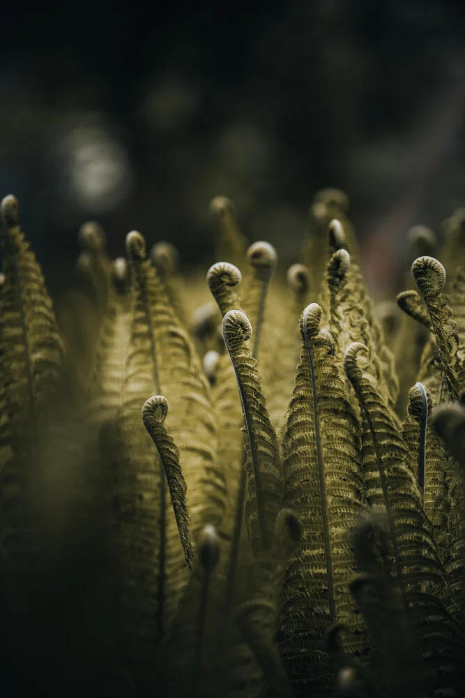 Fern - Fineart photography by Sergej Antoni