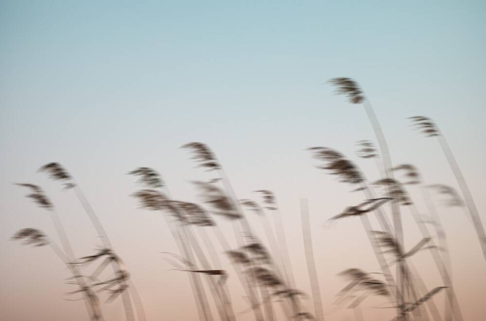 Reeds in the Wind - Fineart photography by AJ Schokora