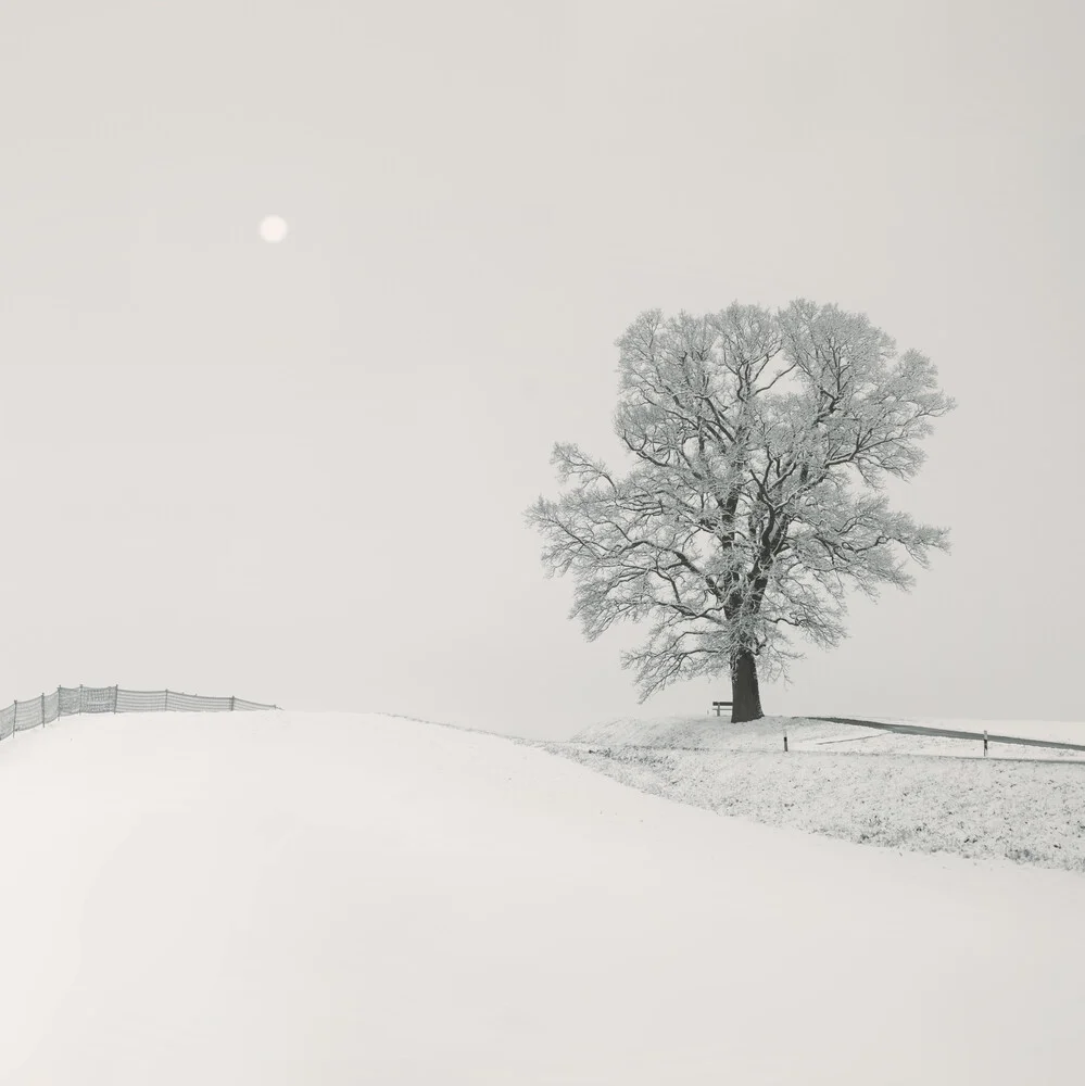 Winterlandschaft mit Eichenbaum - fotokunst von Lena Weisbek