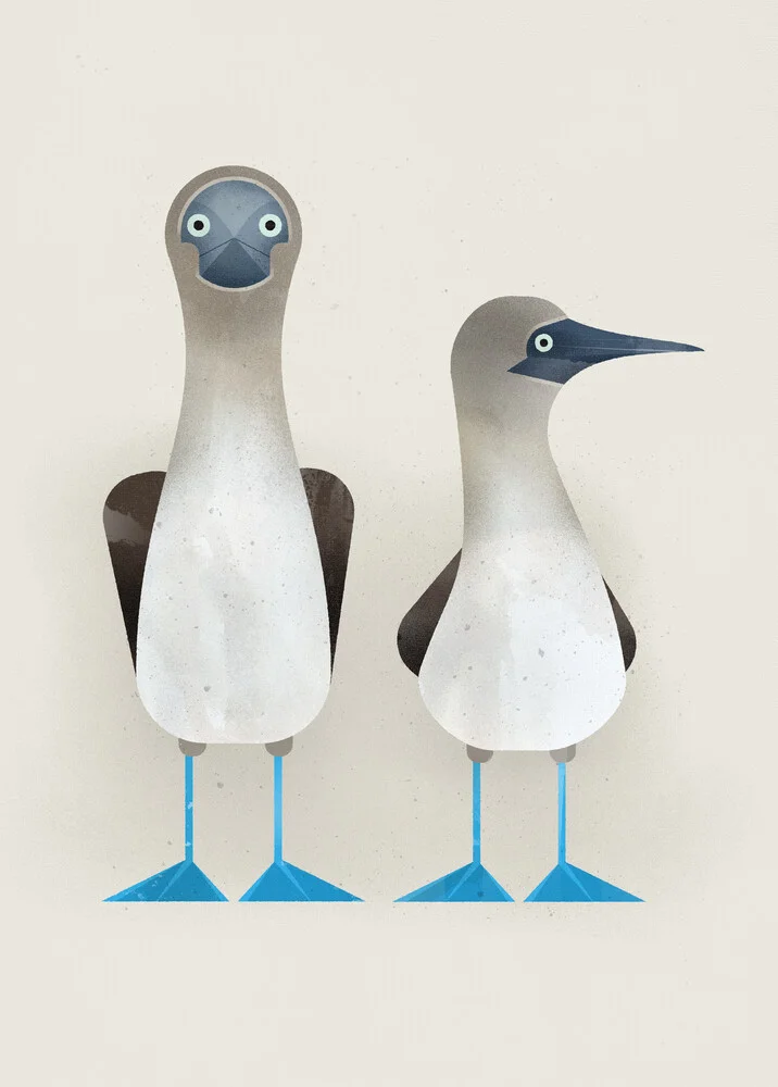Blue Footed Boobies - Fineart photography by Dieter Braun