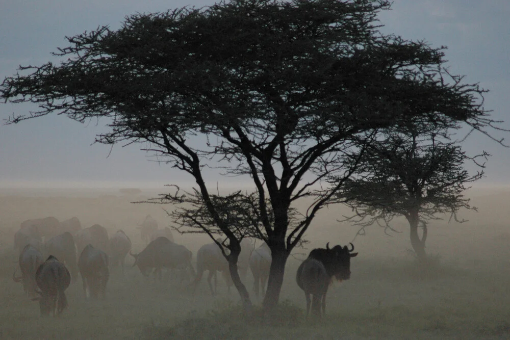 Dämmerung in der Serengeti - fotokunst von Renate Horak