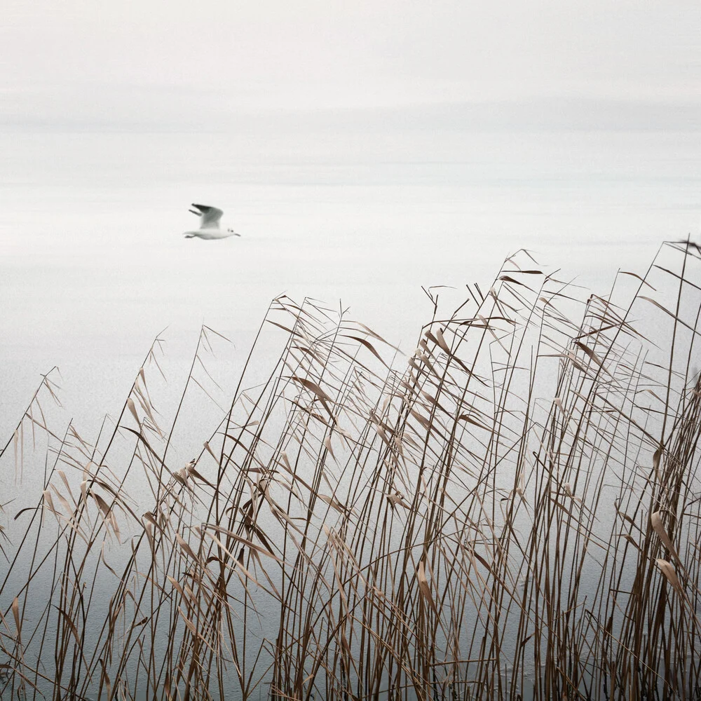 Fliegender Vogel am See - fotokunst von Lena Weisbek